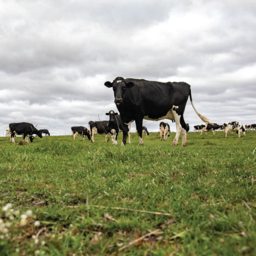 dairy-cows-in-pasture-image-clinton-county-farm-bureau