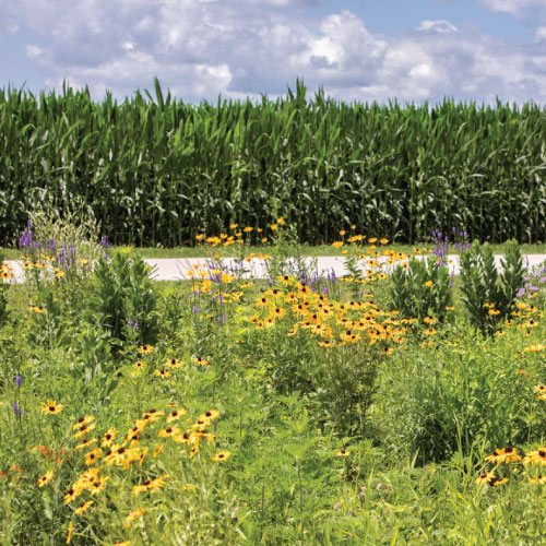 pollinators-flowers-image-clinton-county-farm-bureau